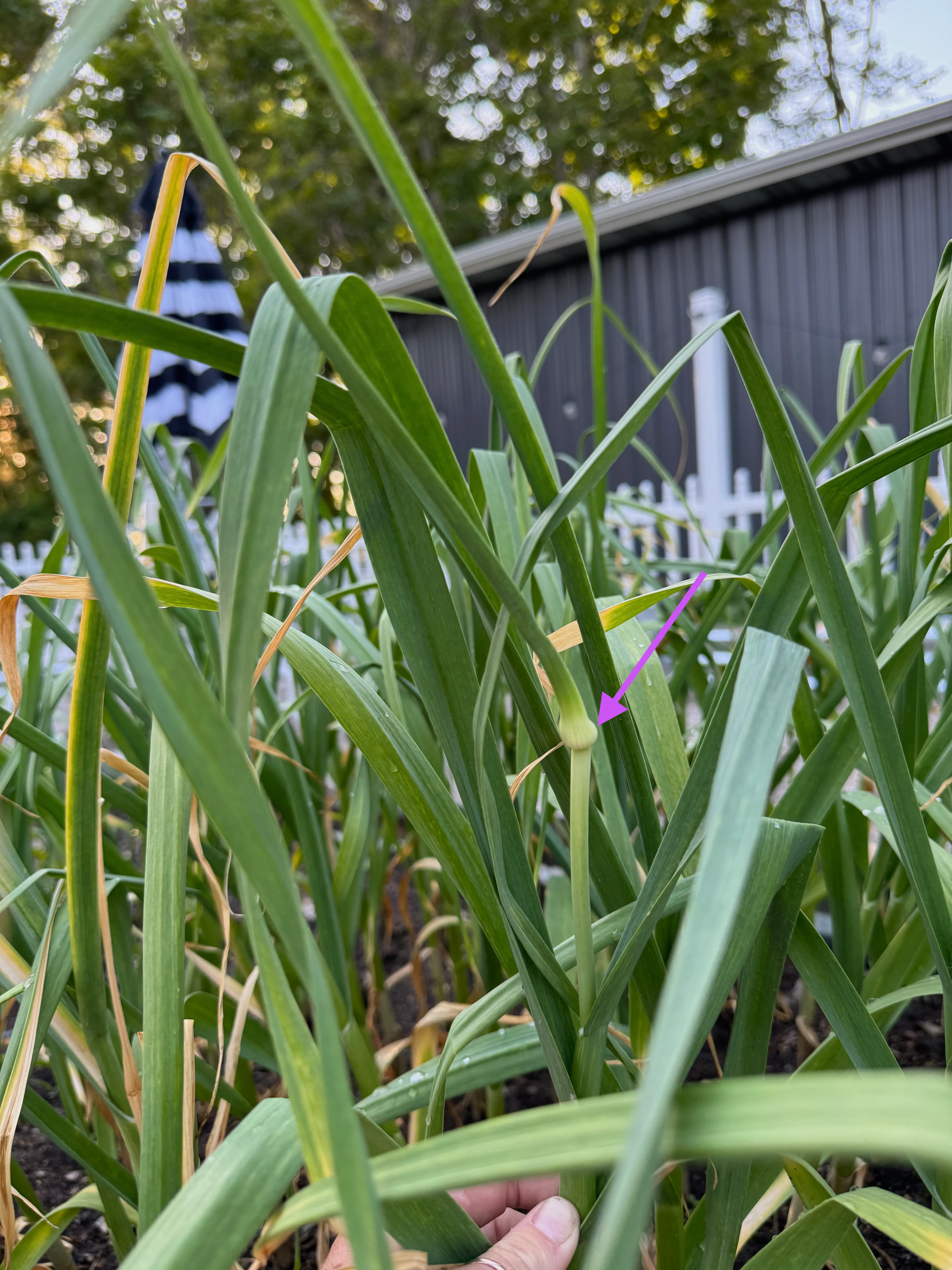 image of a garlic scape among garlic leaves