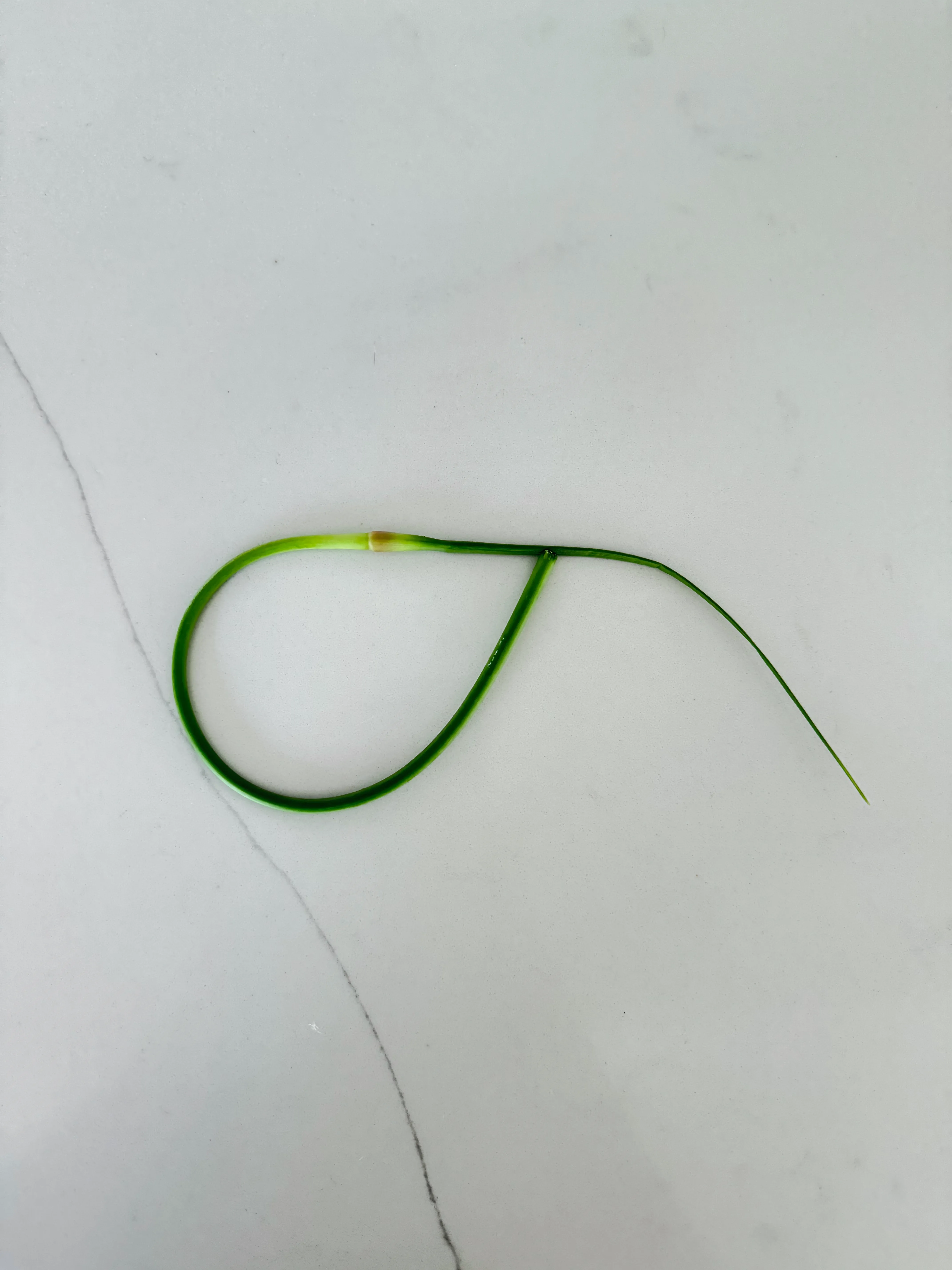 image of a single garlic scape on a counter top